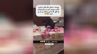 گربه ها مشغول کارند😂