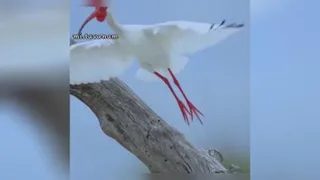 خودت باش