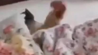 تا حالا خروس به این باحالی و پیگیری دیده بودین؟😂