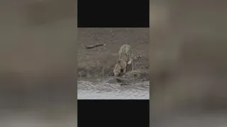 شکار یوزپلنگ