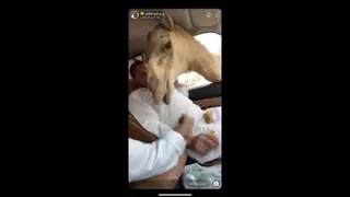 یک دقیقه فقد بخند😂😂