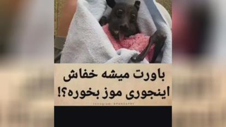 باورت میشه خفاش اینجوری موز بخوره