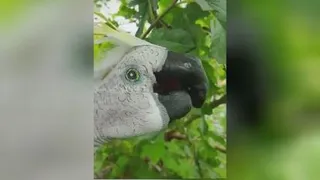 هنرنمایی با دست