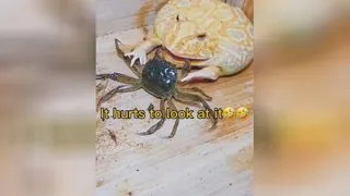 مبارزه قورباغه با خرچنگ