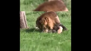 شیرگرسنه😱