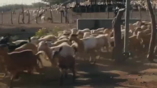محصولات طبیعی فوراور