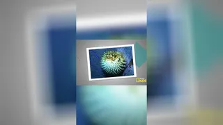 UNDERWATER Porcupine?! 🌊🐡 | What Sam Sees | @natgeokids