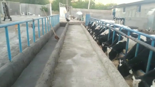نصرت الله رشیدی کارآفرین لرستانی