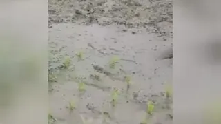 نشا برنج