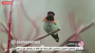 عجایب مرغ مگس خوارحتماببینید