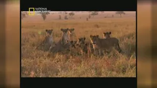 مستند شیرها