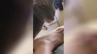 شامه بویایی گربه ها و کلی خنده