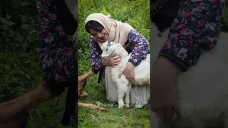 بت تولد بزغاله جدیدمان: پنبه 🐐🍃 | آشپزی روستایی