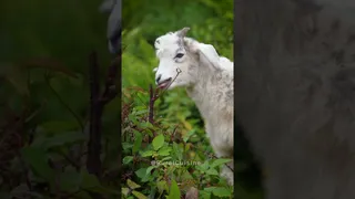 چای سیاه دست‌ساز ایرانی 🍃 | آشپزی روستایی