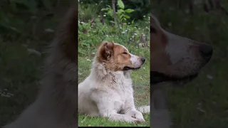 سگ نگهبان شورت‌ها
