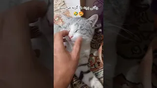 واکنش خنده‌دار بچه‌ها به دیدن گربه‌ها🤣
