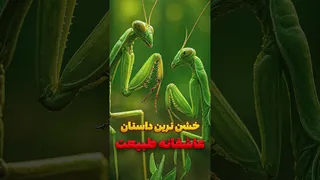 مانتیس؛ از سوسک تا پرنده — فهرست کامل طعمه‌ها