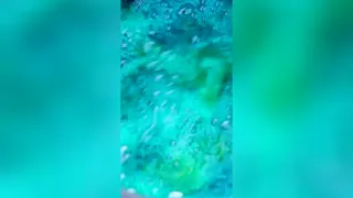 فوران عظیم خمیردندان آبی