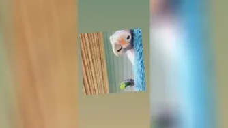 گگاب و بهنود