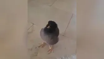 مرغ میناسخن گووبامزه