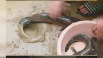 ماهیگیری با تمساح