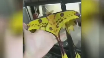 حشرات جالب و شگفت انگیز