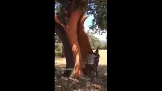 درخت دارچین