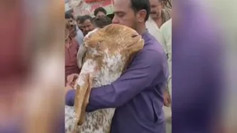 صحنه واقعی از گریه بز برای وداع با صاحبش که فروختش