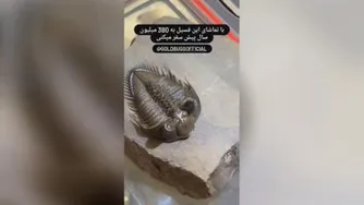 فسیل 230 میلیون ساله
