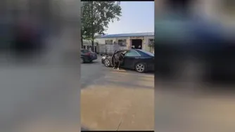 سگ ددری.