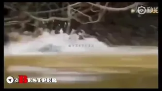 نبرد پلنگ وتمساح