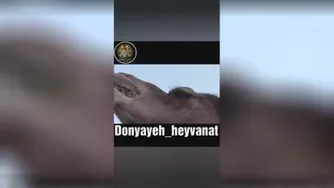 خار خارو