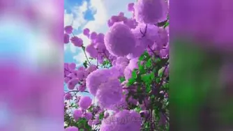 سلام و صبح بخیری عالی_بشنوید وآرامش بگیرید