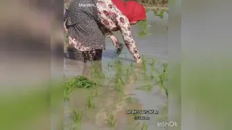 نشا برنج ....
