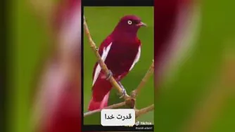 قدرت خدا😍