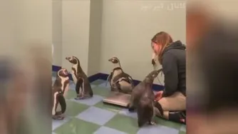 کاش منم شغلم وزن کردن پنگوئن بود😍😍