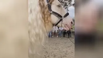 چه اسب زیبایی😍😍😍