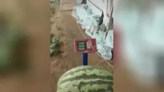 میوه های غول پیکر😳😳