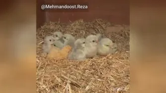 روز زن