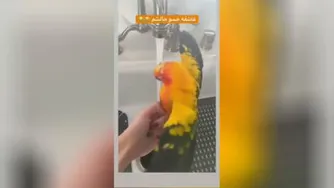 😂😂حالشو خریدارم