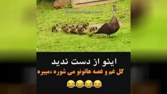 #فان #دوبله #مشهدی