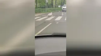 عبور قوها از خیابان
