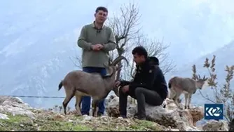 بز کوهی
