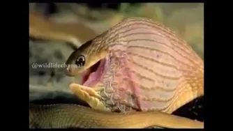 مار وخوردن تخم پرنده