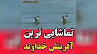 تماشی ترین آفرینش خداوند