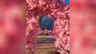 شکوفه های صورتی