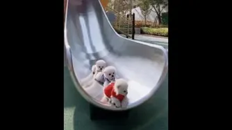 سرسره بازی سگها