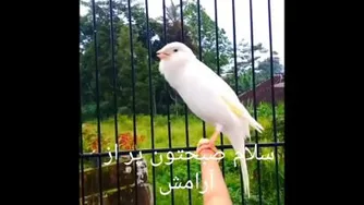 صبح بخیر