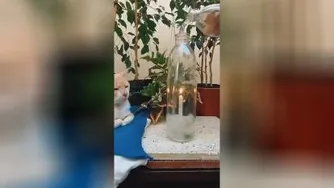 شعبده باز