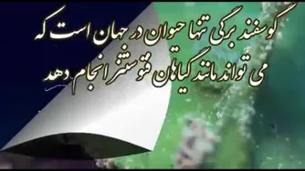 الله اکبر